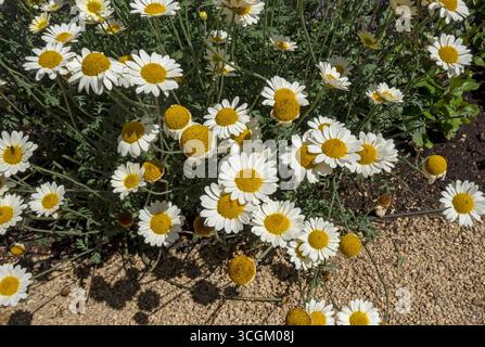 Primo piano di margherite gialle anthemis tinctoria fiori di margherite fiori di fioritura che cresce al confine in estate Inghilterra Regno Unito Regno Unito Gran Bretagna Foto Stock