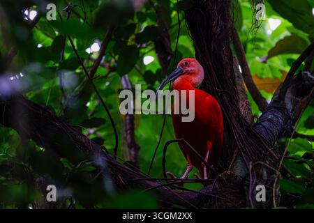 Un ibis Scarlet (Eudocimus Ruber) arroccato in una lussureggiante vegetazione della giungla. Foto Stock