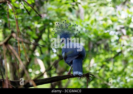 Un piccione coronato da Victoria (Goura Victoria) arroccato su un ramo in una lussureggiante foresta verde. Foto Stock