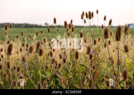 Erbaccia invasiva che cresce sul bordo di un pascolo Foto Stock