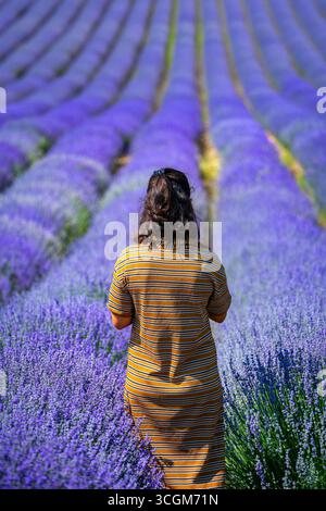 Donna che cammina nel campo di lavanda godendo il profumo dei fiori Foto Stock