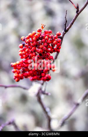 Frutti di Rowan su un ramo d'albero in autunno Foto Stock