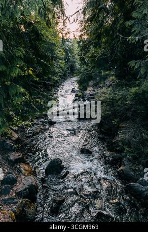Torrente di montagna che scorre attraverso la fitta foresta verde Foto Stock