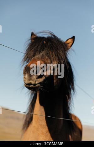 Un bel cavallo marrone sotto un cielo blu brillante. Foto Stock