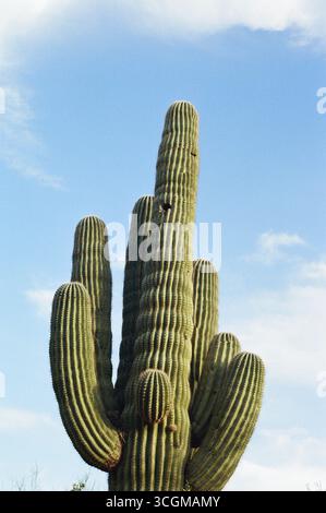 Cactus saguaro gigante contro un cielo blu. Foto Stock
