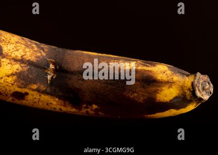 vecchia banana ultra matura annerita durante lo stoccaggio su una tavola di pino nero, banana marcificata annerita su un tavolo di legno Foto Stock