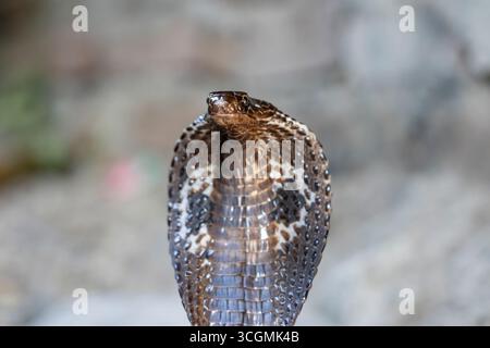 Cobra indiana a Rishikesh, India. Ritratto da vicino del serpente Cobra Foto Stock