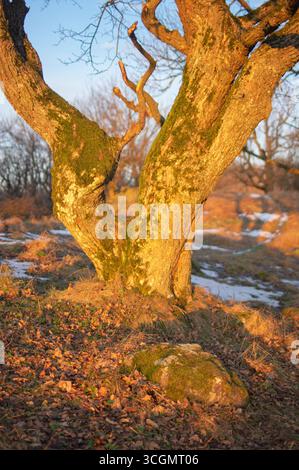 La vista della luce dorata bagna la corteccia aspra di un albero solitario, il suo abbraccio muschiato in contrasto con il paesaggio invernale frizzante, Vapenna, male Karpaty, Sološnica, Bratislavský kraj, Slovacchia. Foto Stock