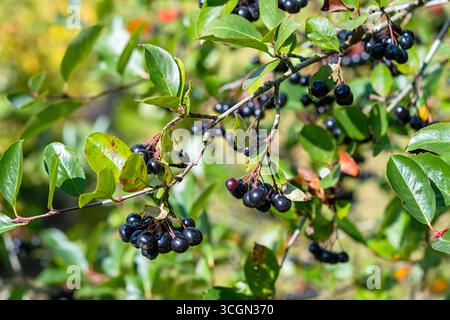 Primo piano di bacche di cioccolato nero (aronia) su un ramo con foglie verdi in giardino. Frutta matura, supercibo sano, sfondo naturale autunnale, su Foto Stock