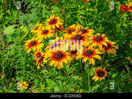 Susan dagli occhi neri che cresce selvaggia nel prato. (Rudbeckia hirta L. var. pulcherrima). Foto Stock