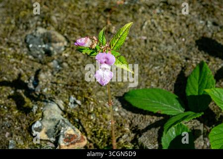 Impatiens glandulifera Royle Himalayan Balsamo Foto Stock