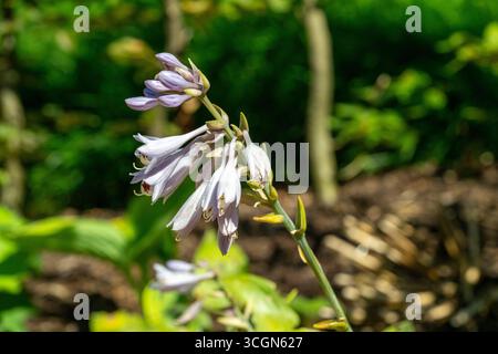 Hosta plantaginea fiore in giardino Foto Stock