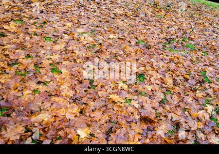Pile di foglie d'acero colorate e umide sul pavimento Foto Stock