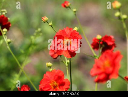 Un primo piano del bellissimo Geum "Mrs J. Bradshaw" Foto Stock