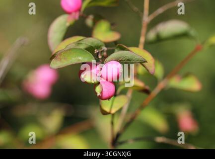 Un primo piano della rosa Snowberry, Symphoricarpos doorenbosii, "madre della Perla" Foto Stock