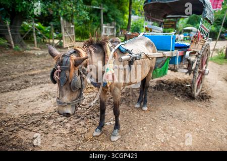 Trasporto turistico Inwa Horse and Carriage Amarapura Myanmar // AMARAPURA, Myanmar — una carrozza trainata da cavalli Inwa, un mezzo tradizionale di trasporto turistico, è visibile nell'antica capitale. Queste carrozze trainate da cavalli sono il mezzo principale per esplorare Inwa (conosciuta anche come Ava), un sito archeologico. I veicoli moderni come taxi e auto non sono generalmente ammessi all'interno dell'area storica, rendendo le passeggiate a cavallo e in carrozza indispensabili per navigare in questo vasto sito. Inwa è un'ex capitale reale del Myanmar, situata nella regione di Sagaing (nota anche come regione di Sagaign), vicino ad Amarapu Foto Stock