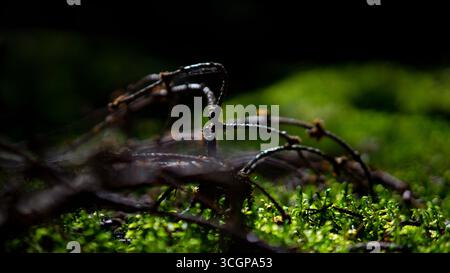 Primo piano di muschio verde vibrante che cresce sul pavimento della foresta, illuminato dalla luce naturale del sole con un morbido sfondo bokeh. Texture macro dettagliata del legno Foto Stock
