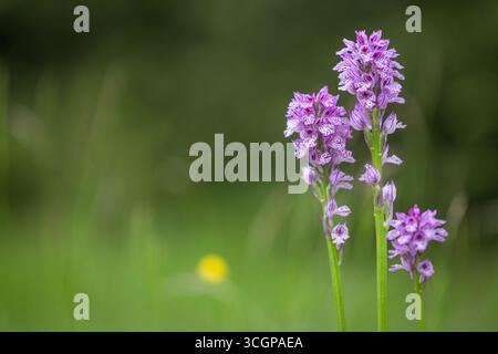 Orchidea selvatica (Dactylorhiza) con fiori maculati viola che fioriscono nel Vercors, Francia, primo piano, flora naturale dei prati estivi. Foto Stock