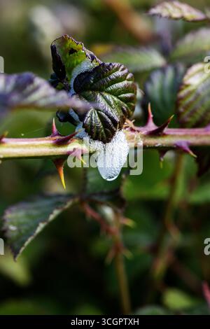 Sputa cuculo fatta da ninfe di veri insetti che succhiano linfa froghoppers o spittlebugs Foto Stock
