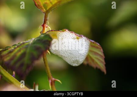 Sputa cuculo fatta da ninfe di veri insetti che succhiano linfa froghoppers o spittlebugs Foto Stock