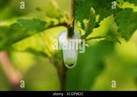 Sputa cuculo fatta da ninfe di veri insetti che succhiano linfa froghoppers o spittlebugs Foto Stock