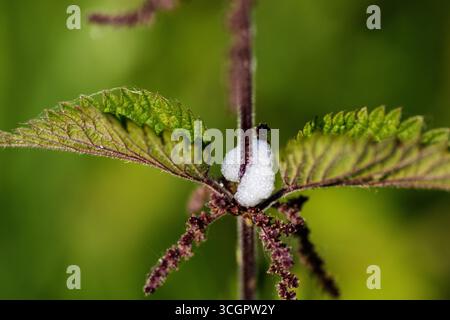 Sputa cuculo fatta da ninfe di veri insetti che succhiano linfa froghoppers o spittlebugs Foto Stock