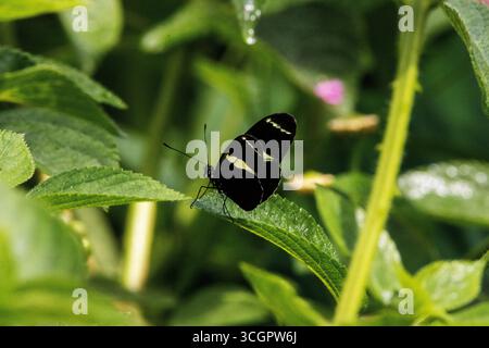 Farfalla Doris Longwing (Heliconius doris) che poggia su una foglia verde con uno sfondo naturale nella giungla Foto Stock