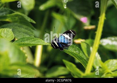 Farfalla Doris Longwing (Heliconius doris) appoggiata su una foglia verde con le ali aperte Foto Stock