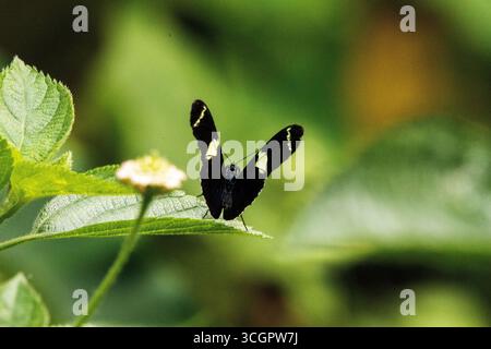 Farfalla Doris Longwing (Heliconius doris) appoggiata su una foglia verde con le ali aperte Foto Stock