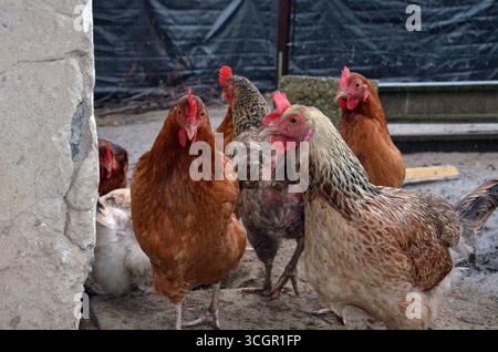 Galline e pulcini sul campo libero e in penna Foto Stock