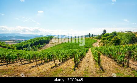Vigneti ondulati e filari di uve da vino nel paese di Monteguidi, regione vinicola del Chianti con verdi colline e cipressi, Casole d'Elsa, provincia di Siena, Foto Stock
