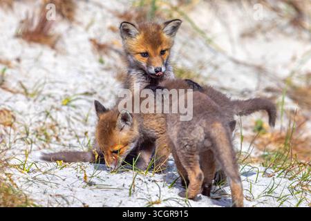 Giovani volpi rosse (Vulpes vulpes) tre giocosi divise / giovani che giocano vicino alla tana / tana nelle dune di sabbia lungo la costa in primavera Foto Stock