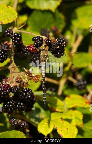 Hawker Dragonfly comune sulle Blackberries Foto Stock