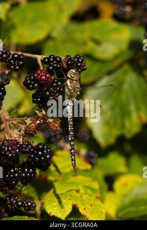Hawker Dragonfly comune sulle Blackberries Foto Stock