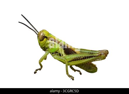 Primo piano di insetti di cavallette verdi isolati su sfondo bianco. Vista dettagliata del corpo, delle gambe e delle antenne della cavalletta, utile per l'istruzione, Foto Stock