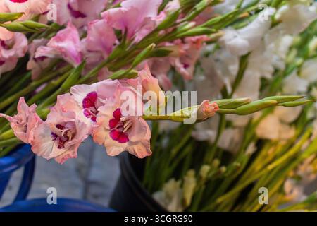 Delicati fiori rosa di gladiolus in un bouquet fresco Foto Stock