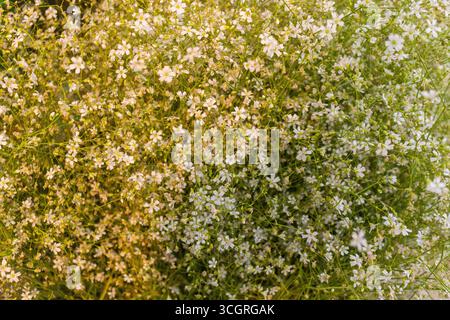 Delicati fiori bianchi di respiro del bambino su sfondo morbido Foto Stock