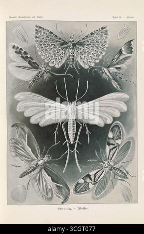 Tineida - Motten. Illustrazione litografica di falene dal Kunstformen der Natur di Ernst Haeckel. Opera di Ernst Haeckel (1834-1919), litografia di Adolf Giltsch (1852-1911). Pubblicato all'inizio del XX secolo. Foto Stock