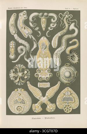 Platodes - Plattentiere. Illustrazione dettagliata dei vermi piatti (Platyhelminthes), che mostra varie forme anatomiche e strutture. Dal Kunstformen der Natur di Ernst Haeckel. Opera di Ernst Haeckel (1834-1919), litografia di Adolf Giltsch (1852-1911). Pubblicato all'inizio del XX secolo. Foto Stock