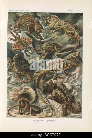 Lacertilia - Eidechsen. Illustrazione litografica a colori di corytophanide e lucertole correlate, compresi camaleonti, basilischi e lucertole fritte, dal Kunstformen der Natur di Ernst Haeckel. Opera di Ernst Haeckel (1834-1919), litografia di Adolf Giltsch (1852-1911). Pubblicato all'inizio del XX secolo. Foto Stock