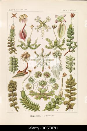 Hepaticae - Lebermoose. Illustrazione litografica dettagliata delle ververdura, tratta dal Kunstformen der Natur di Ernst Haeckel (forme artistiche della natura). Opera di Ernst Haeckel (1834-1919), litografia di Adolf Giltsch (1852-1911). Pubblicato all'inizio del XX secolo. Foto Stock