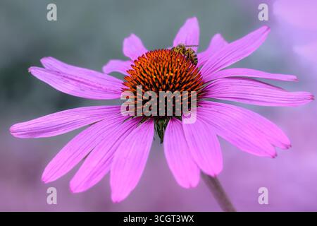 Ape sul fiore rosa Echinacea Foto Stock