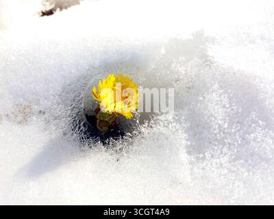 I fiori di Coltfoot emergono dalla neve che si scioglie all'inizio della primavera, mostrando vivaci petali gialli sullo sfondo di gelo bianco. La natura si risveglia Foto Stock