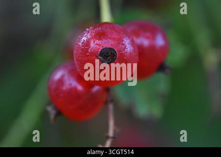 Primo piano di ribes rossi freschi con gocce di rugiada sul ramo, macro fotografia estiva nella natura. Foto Stock