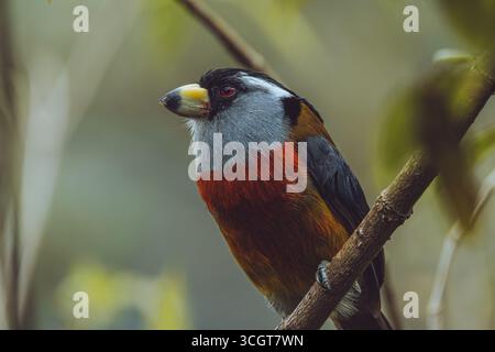 Il toucan barbet è un suggestivo uccello originario delle foreste andine della Colombia e dell'Ecuador, famoso per il suo piumaggio colorato. Foto Stock