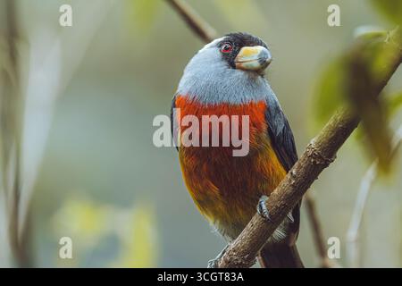 Il toucan barbet è un suggestivo uccello originario delle foreste andine della Colombia e dell'Ecuador, famoso per il suo piumaggio colorato. Foto Stock