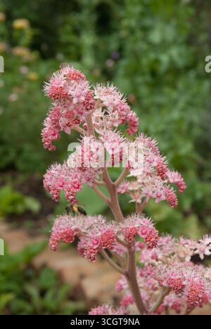 Delicati fiori rosa fioriscono su un alto gambo in un vivace giardino pieno di vegetazione e un vivace nettare di api. Foto Stock