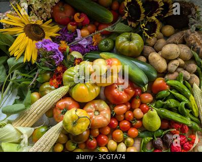Raccolta autunnale canadese di verdure cimellate, erbe e frutta Foto Stock