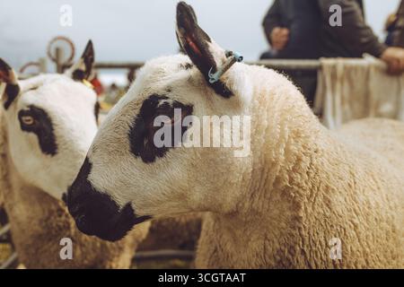Mostre di bestiame Foto Stock