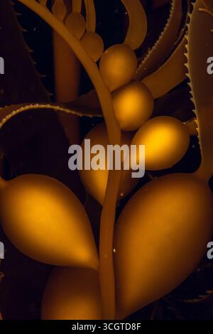 La fotografia subacquea della foresta di alghe rivela un magico mondo di fronde ondeggianti, vita marina nascosta e luce eterea sotto le onde. Foto Stock